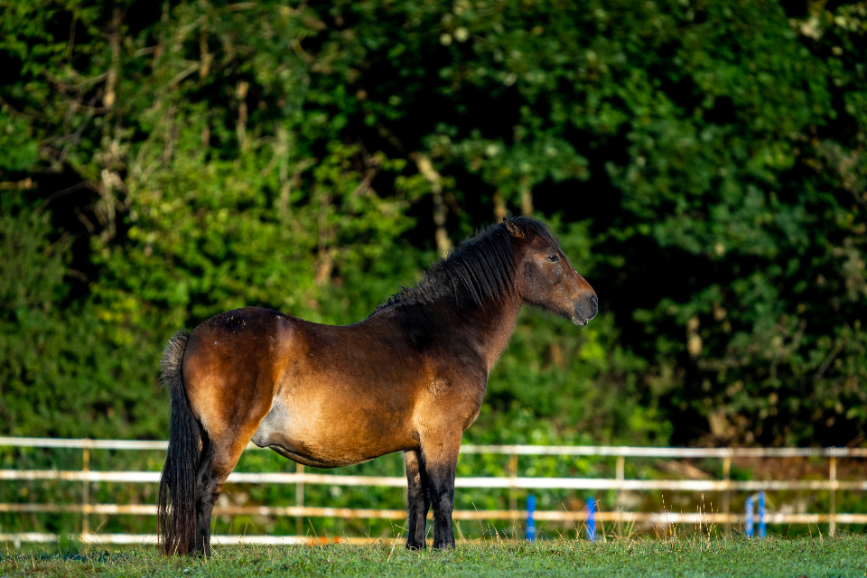 Horse Ranch