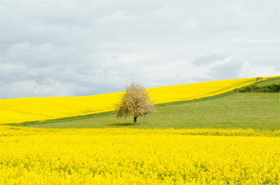 Dandelions Fields