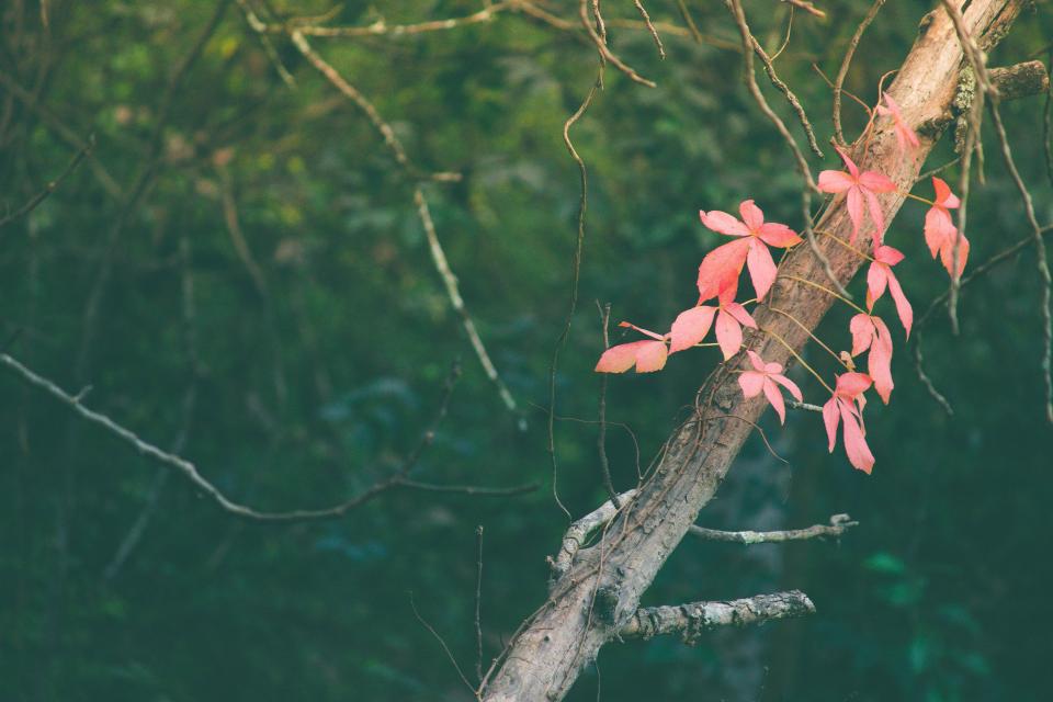 Pink Leaves