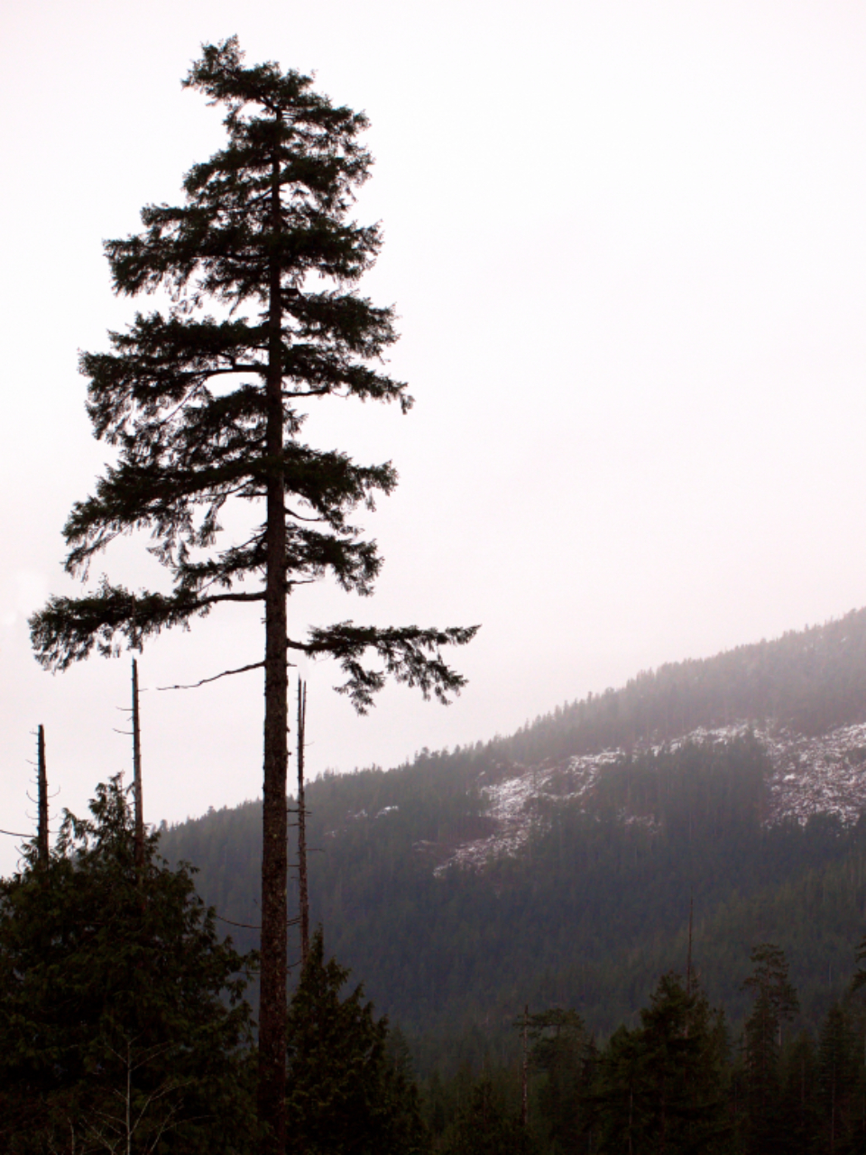 Single Tree