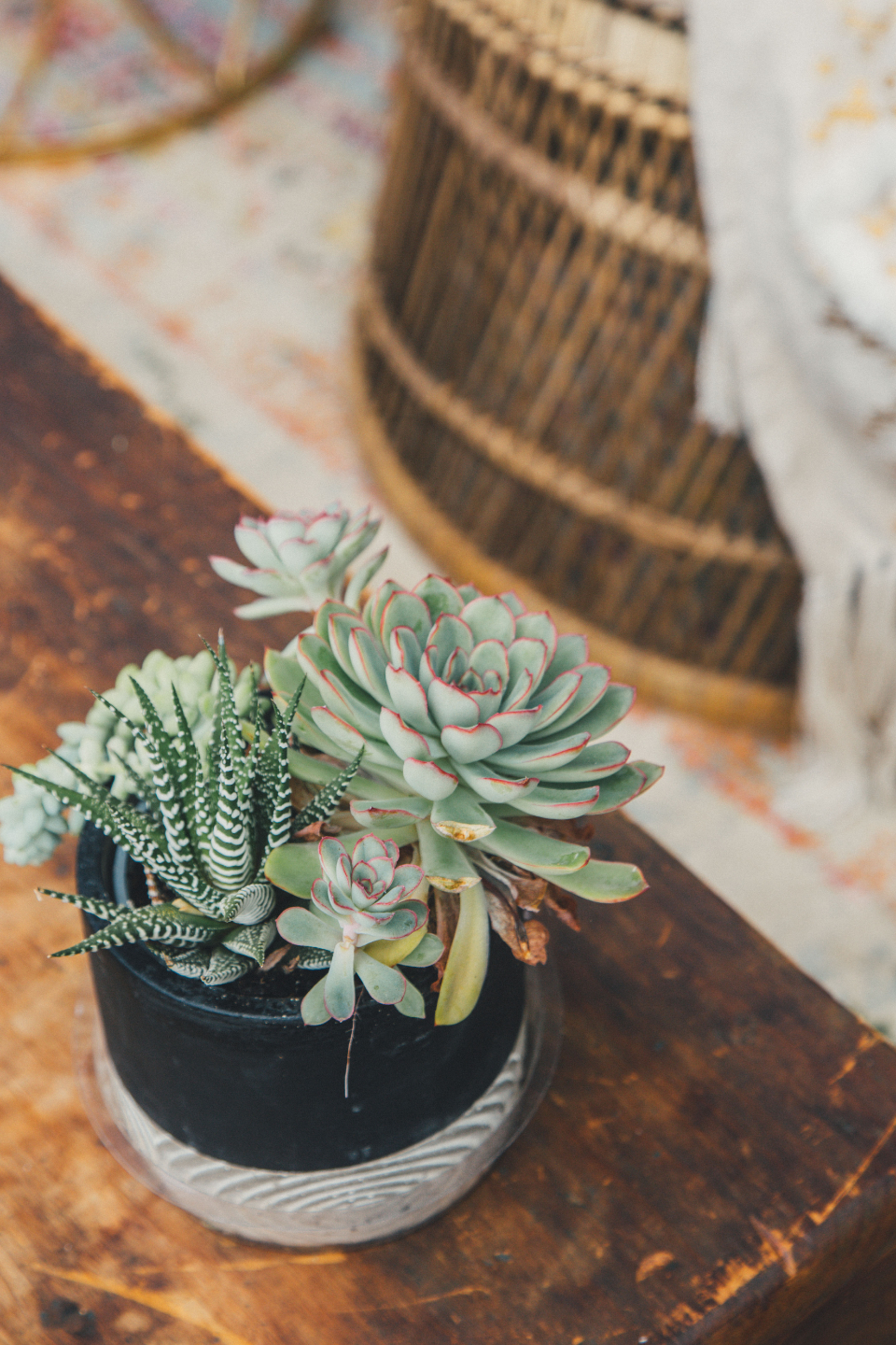 Potted Plant