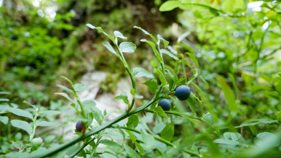 Blueberry Bush