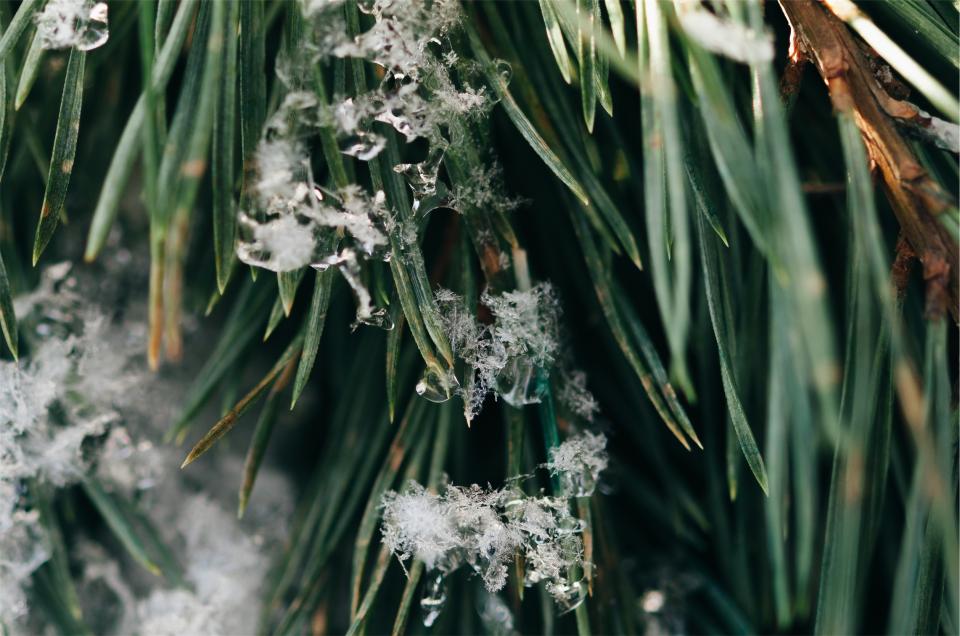 Green Plants