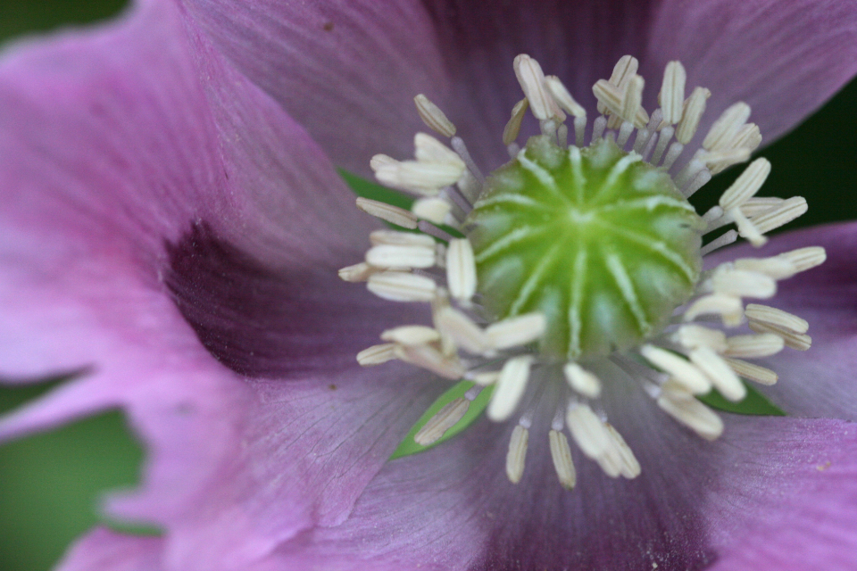 Abstract Flower