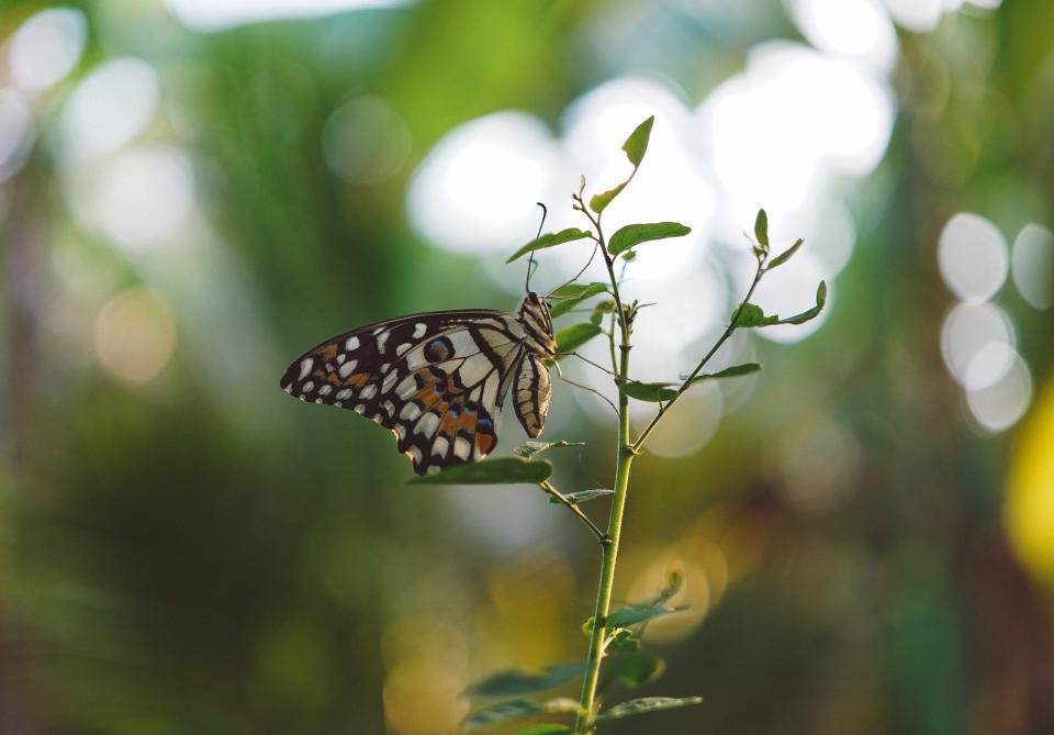 Butterfly Insect
