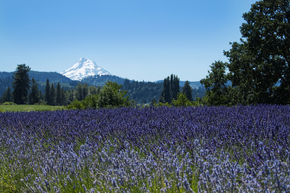 Purple Flowers