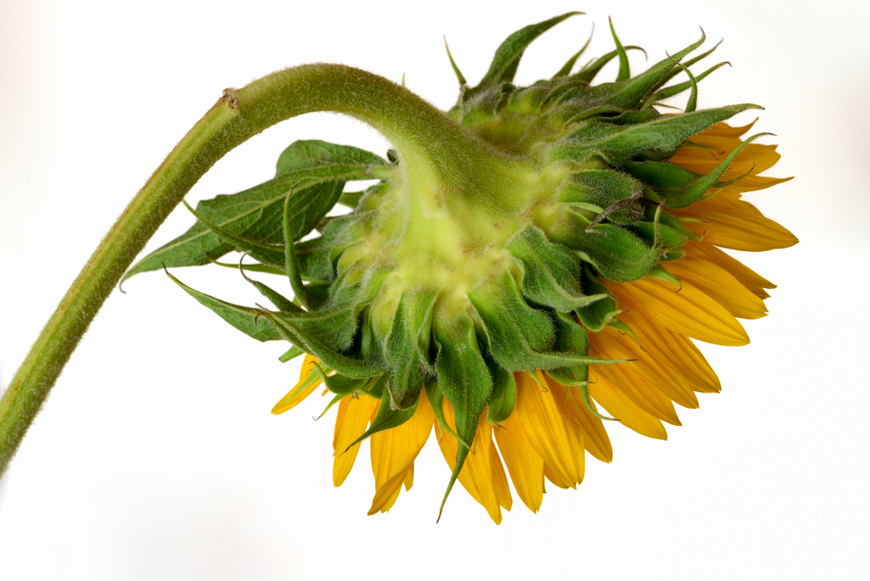 Sunflower Petals