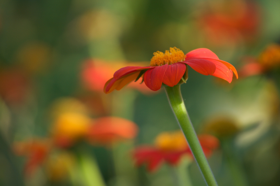 Flowers Garden