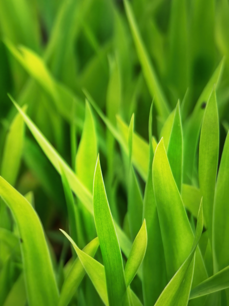 Grass Growth