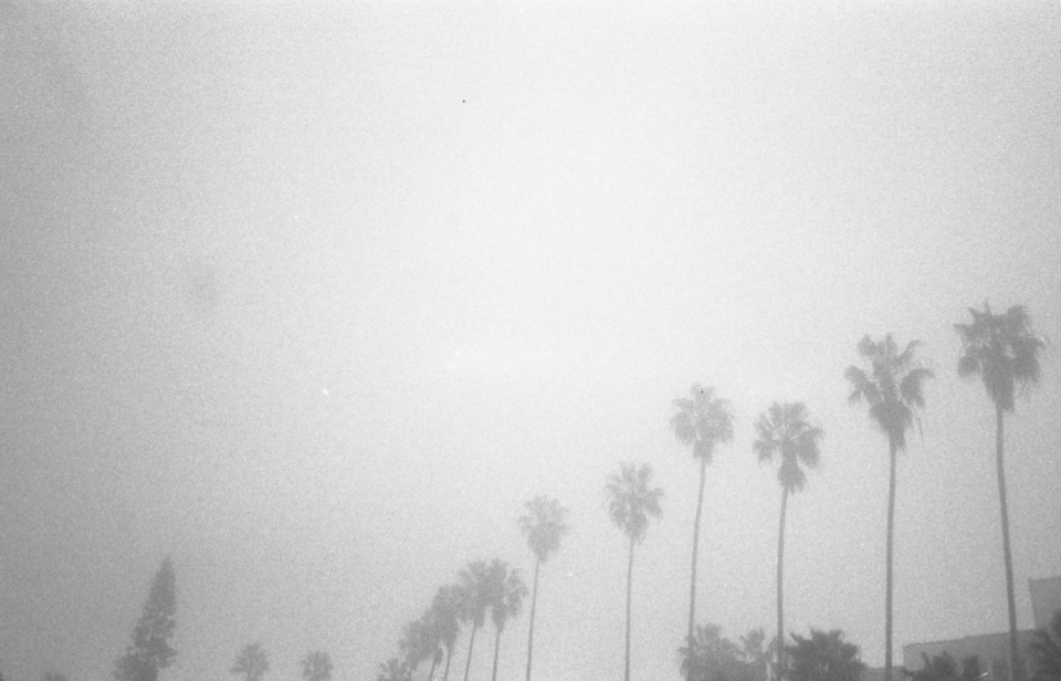 Palm Trees