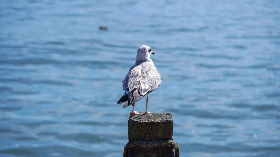 Bird Wildlife
