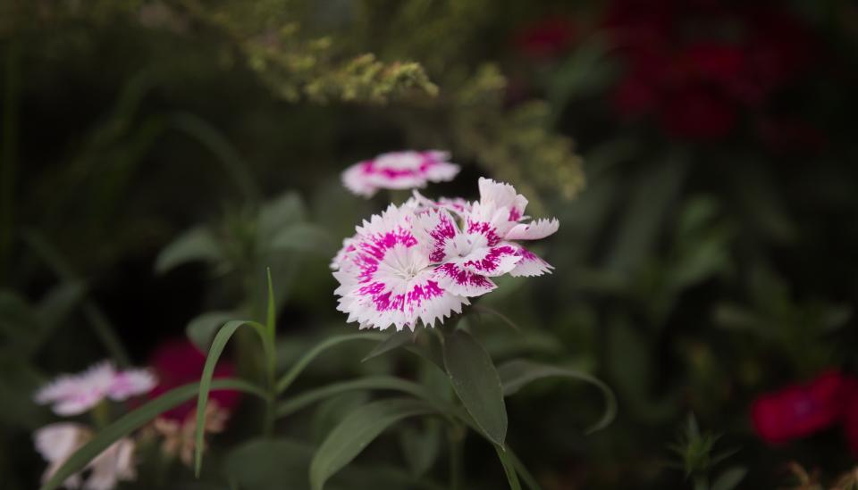 Flower Bloom
