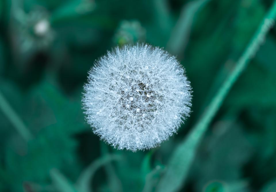 Flowers Nature