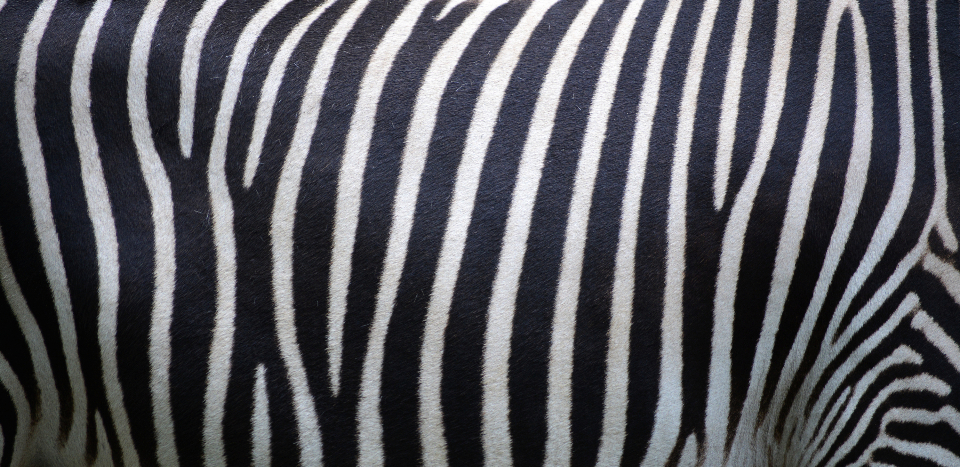 Zebra Stripes