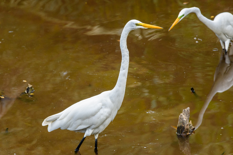Egret Bird