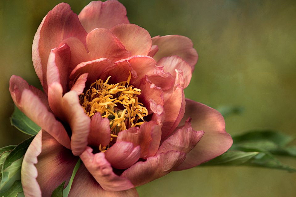 Flower Blossom