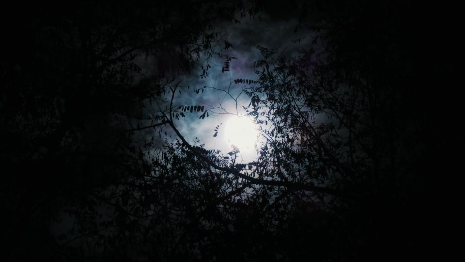 Trees Woods