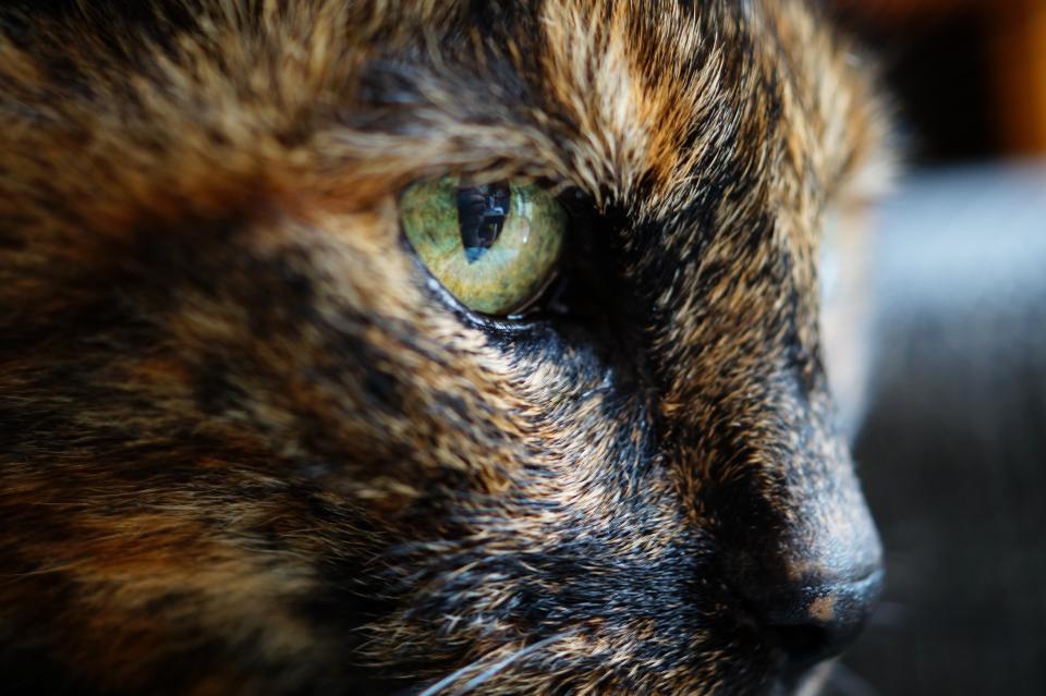 Animals Feline