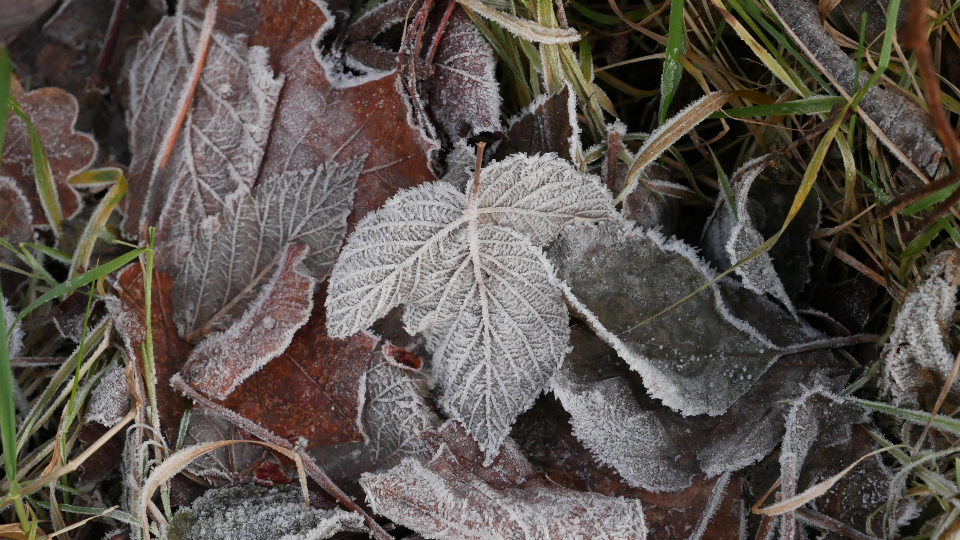 Frost Leaves