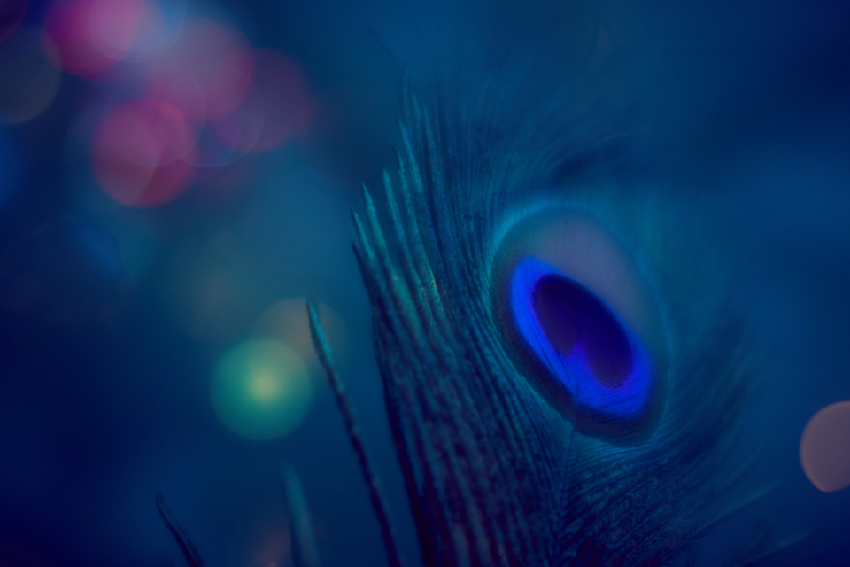 Peacock Feather