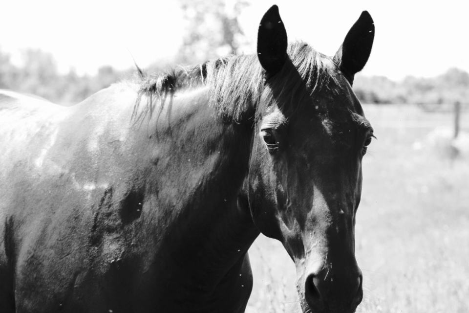 Horse Head