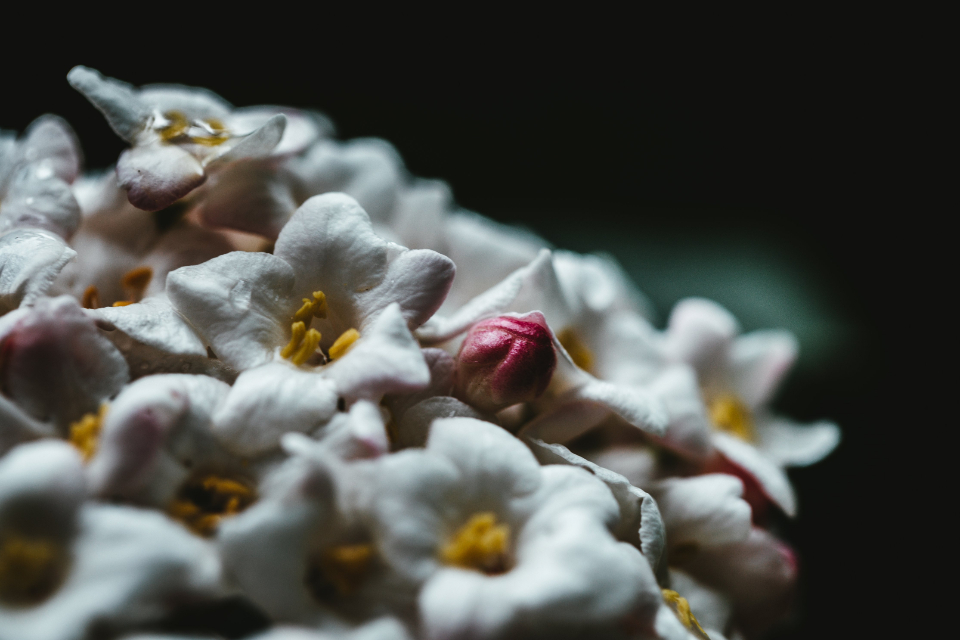 Dark Flower
