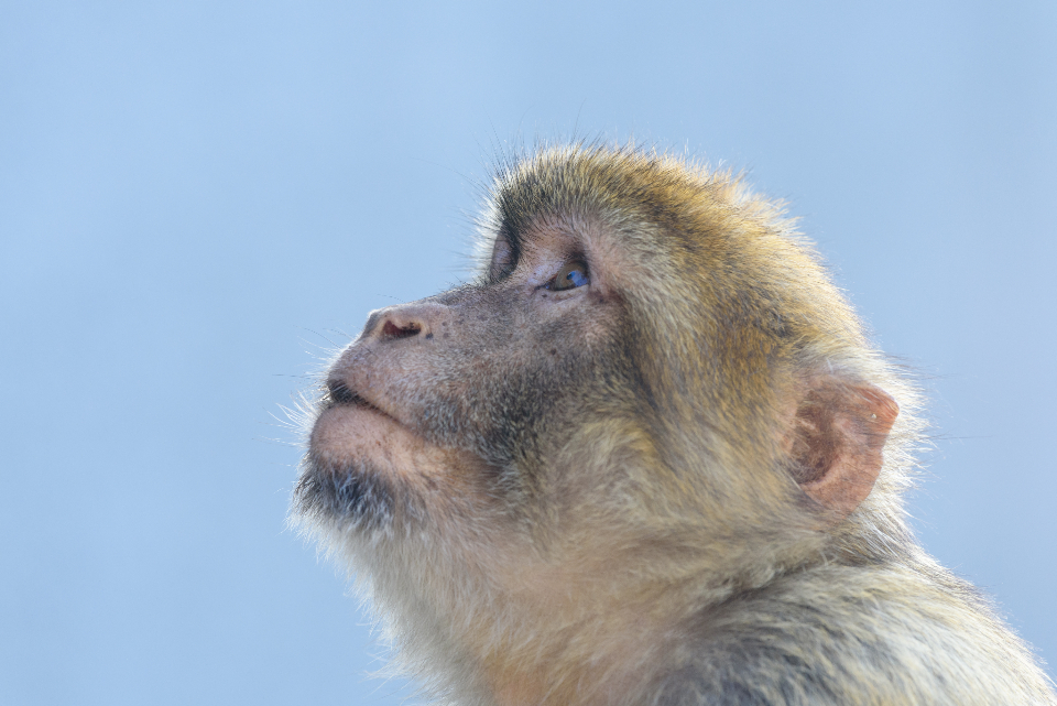 Monkey Portrait