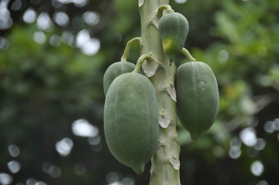 Papaya Green
