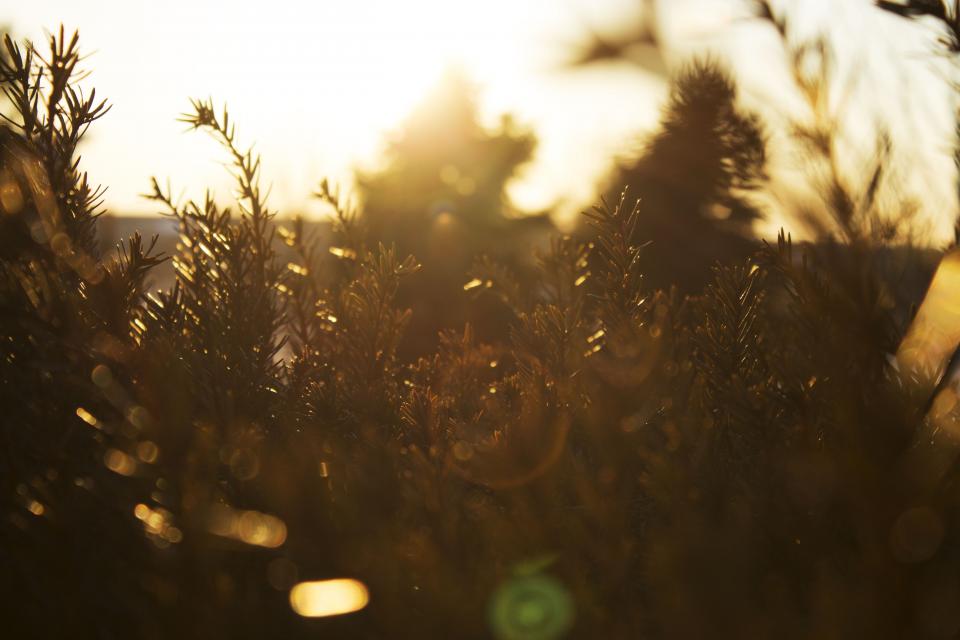 Tree Plant