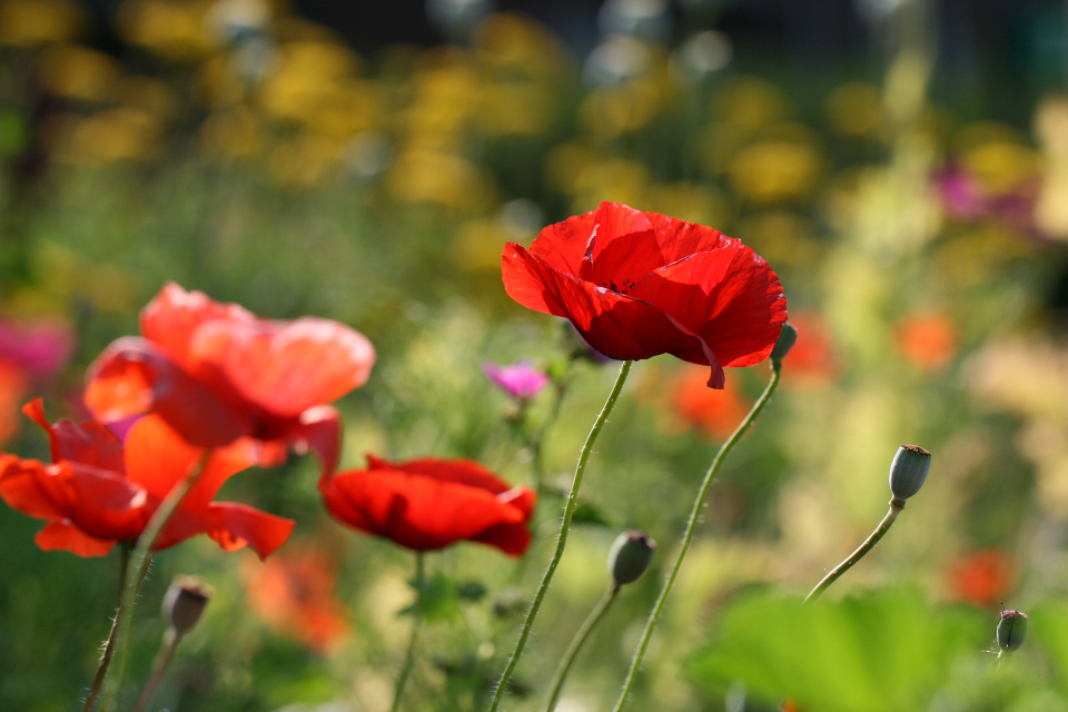 Poppy Flower