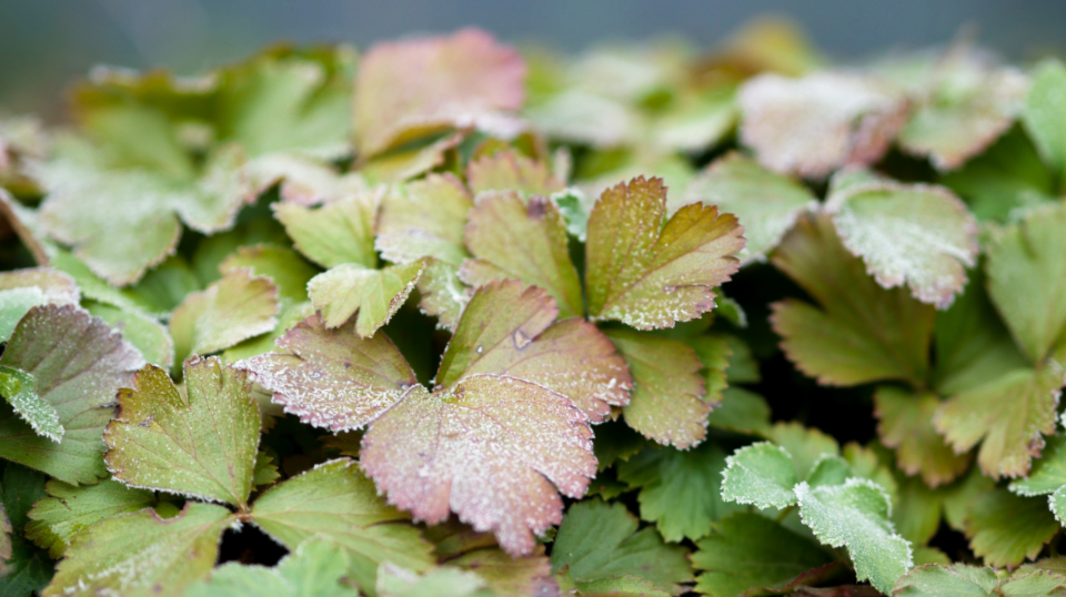 Frost Leaves