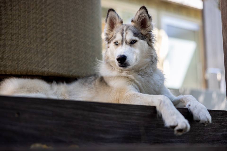 Husky Animal
