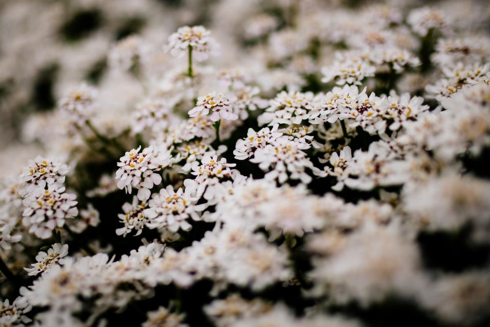 White Flower