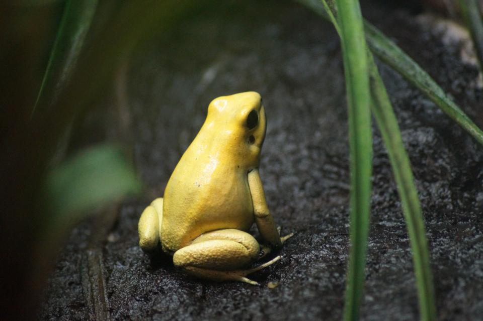 Animals Amphibians