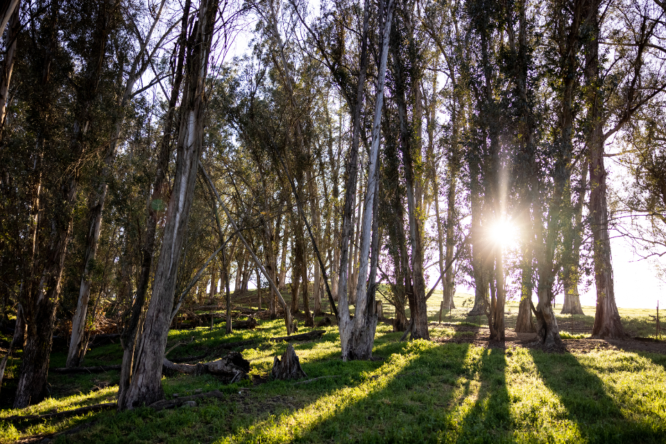 Sun Trees