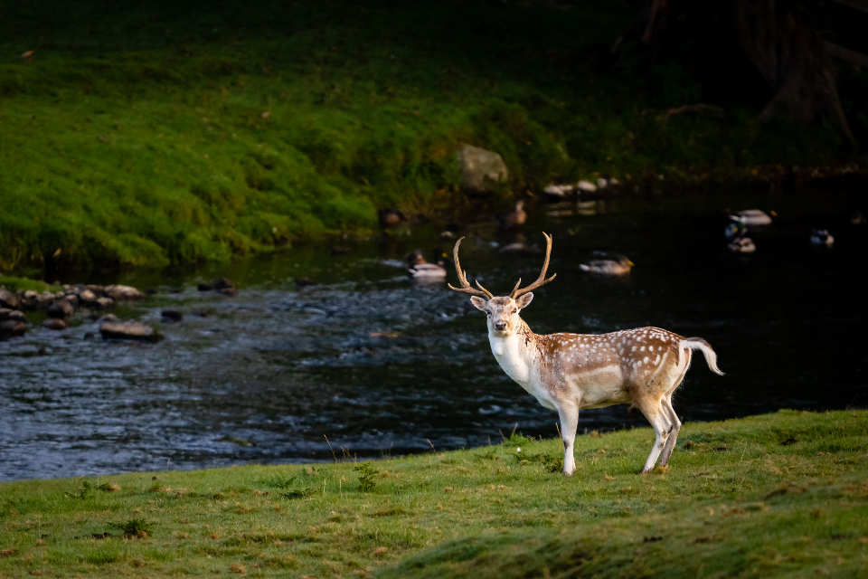 Deer Nature