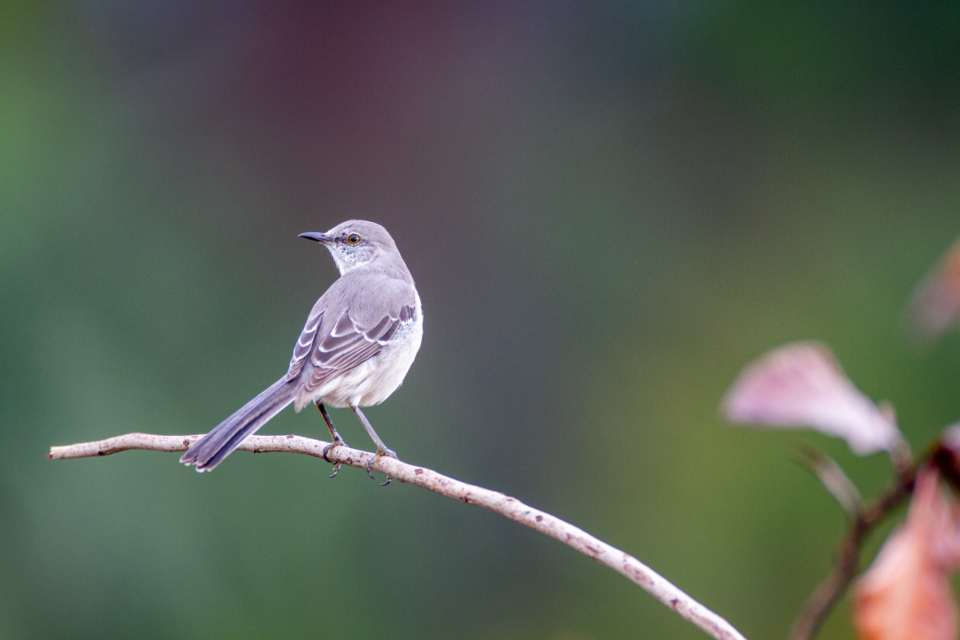 Bird Perched