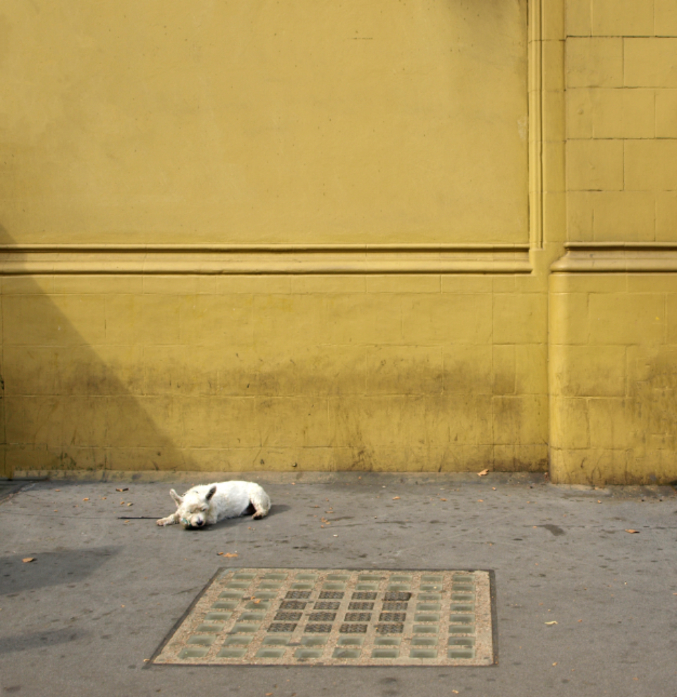 Dog Street