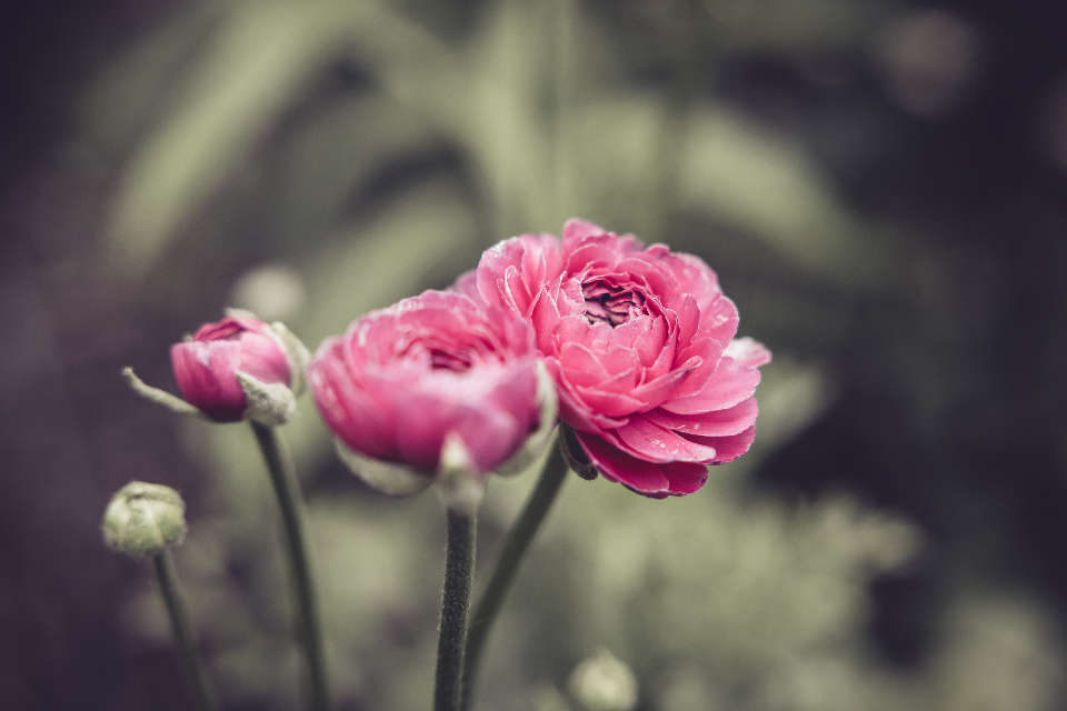 Pink Flowers