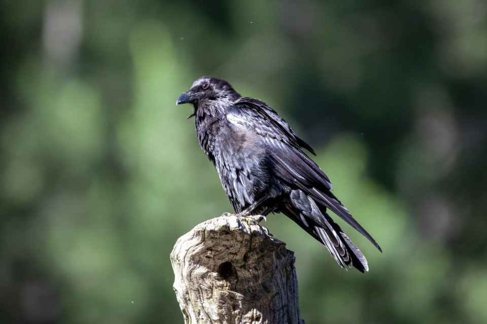 Raven Bird
