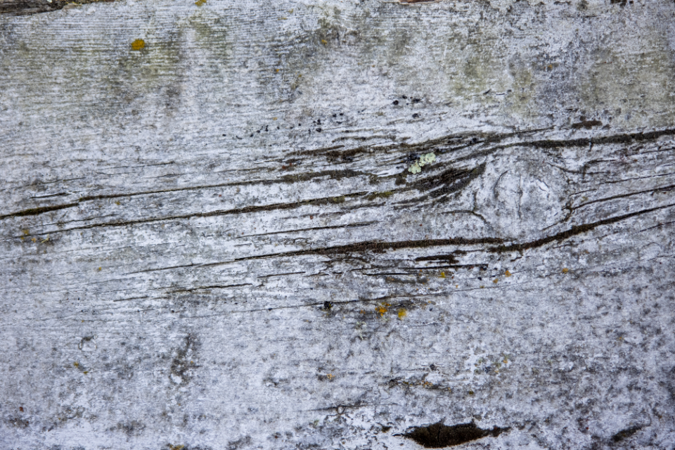Wood Texture