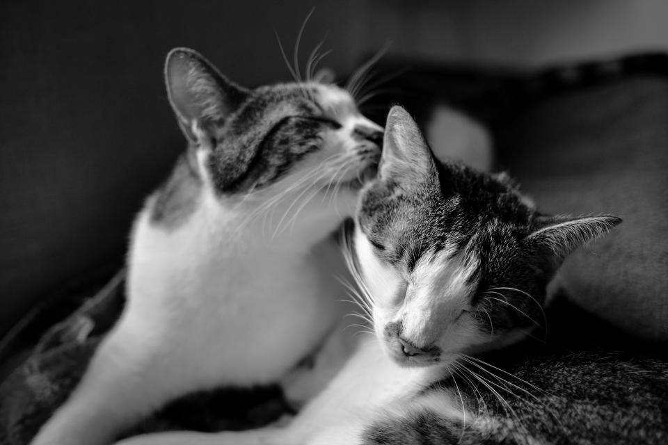Black And White Cat