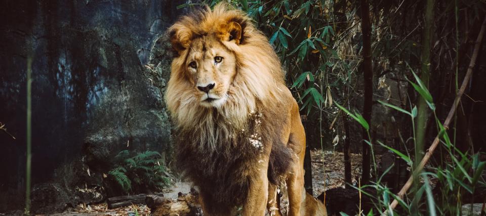Lion Animal