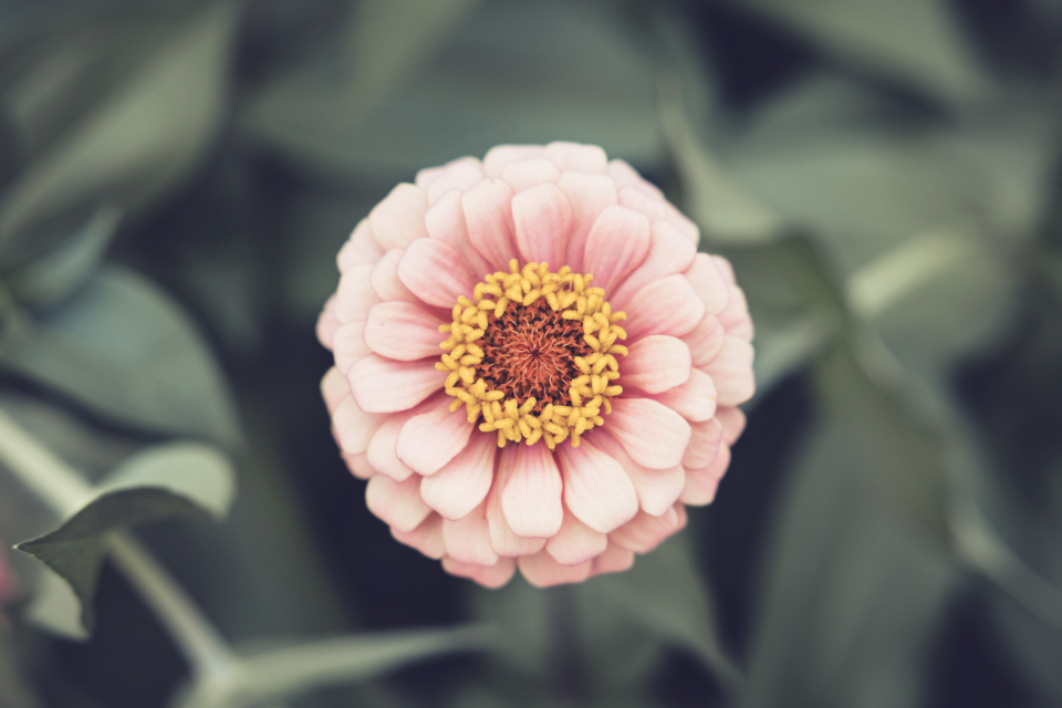Flower Blossom