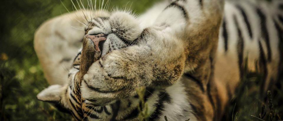 Tiger Cat