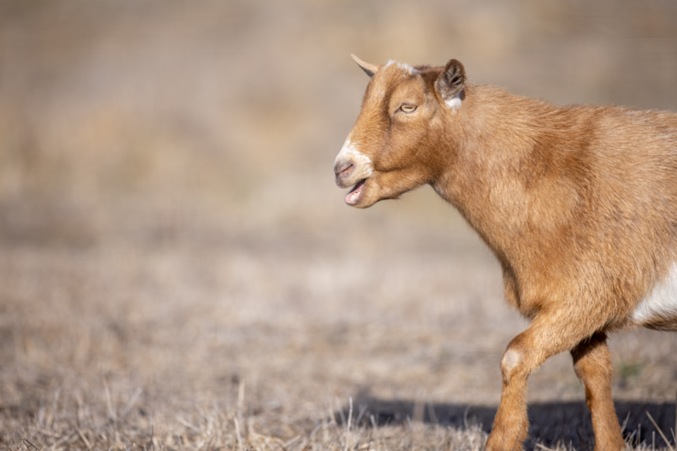 Animal Goat