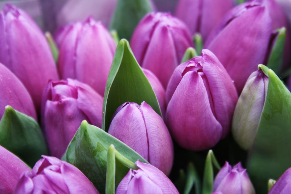Flowers Nature
