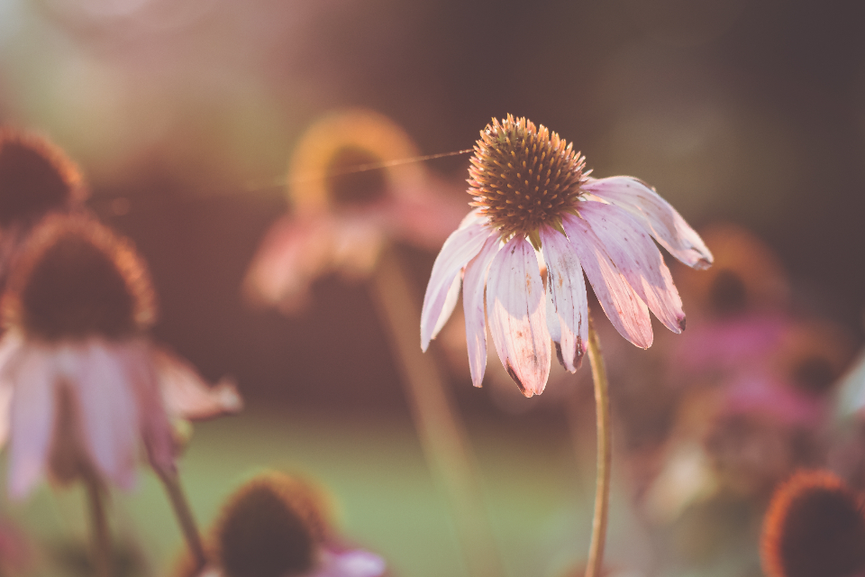 Flowers Garden