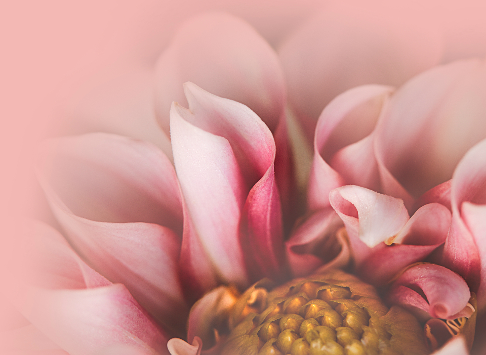 Abstract Flower