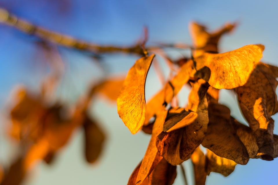 Trees Leaves